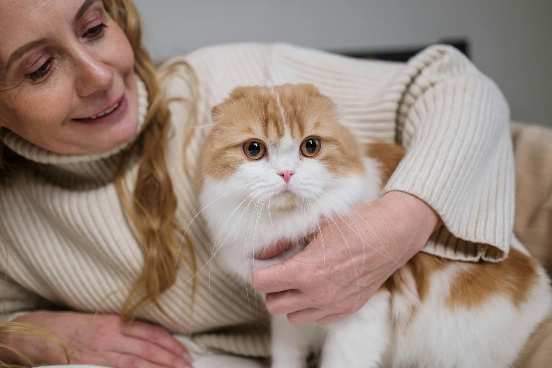 Kobieta w swetrze przytula puszystego kota rasy Scottish Fold Kobieta w swetrze przytula puszystego kota rasy Scottish Fold